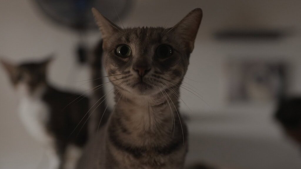 Pushi