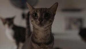Pushi