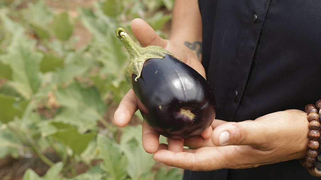 alimentacion